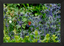 Listing image for Butterfly at Cawdor Castle Framed Wall Art Poster Canvas Print Picture